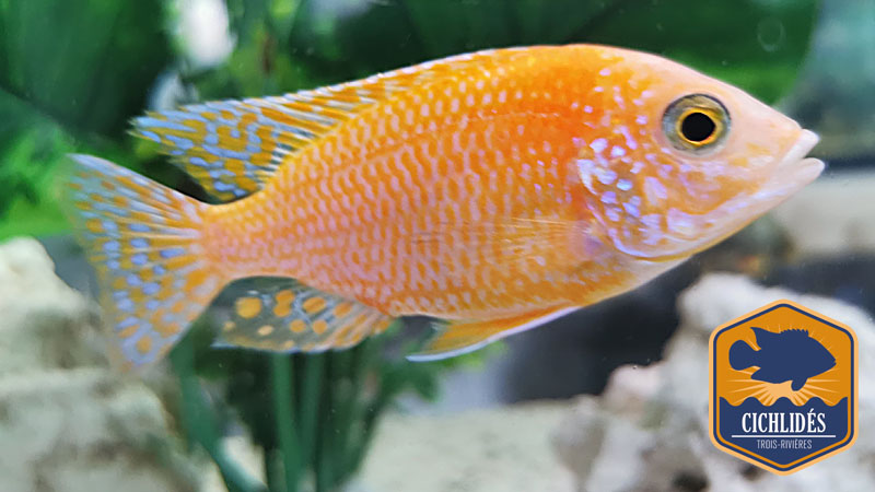 Aulonocara Firefish