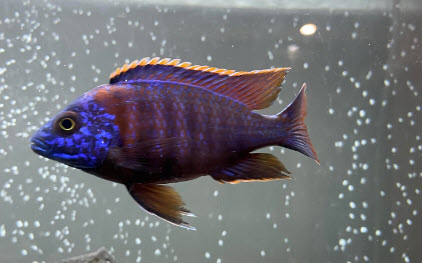 Aulonocara sp. Blue DragonBlood - Apache Peacock