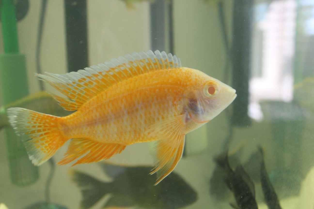 Aulonocara baenschi Benga var. - Sunshine Albinos