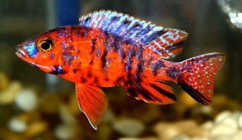 Aulonocara OB Red