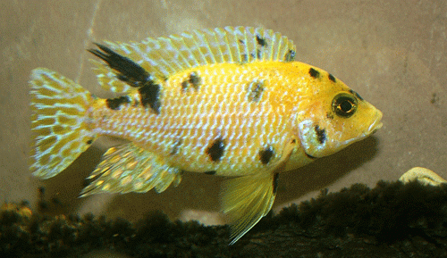 Aulonocara OB Gold / Mandarin
