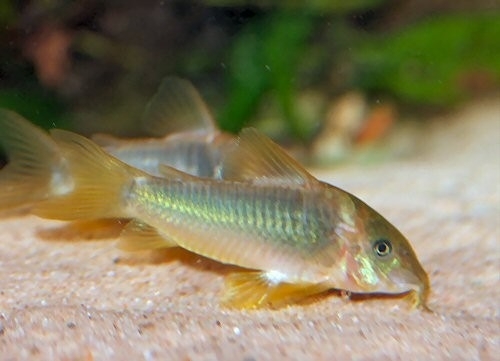 Osteogaster melanotaenia - Green Gold (Corydoras melanotaenia)