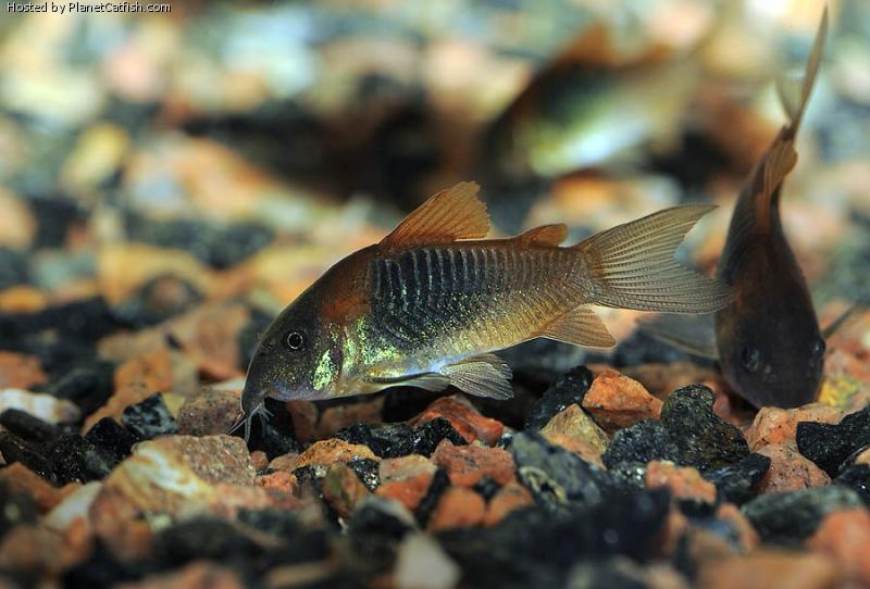 Corydoras venezuelanus - Orange Venezuela