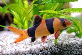 Chromobotia macracanthus - Clown Loach