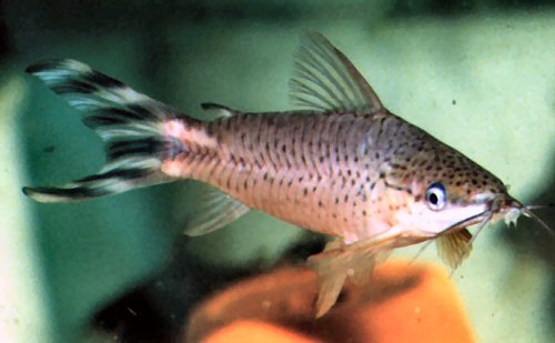 Dianema urostriatus/longibarbis - Flagtail Catfish