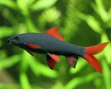 Epalzeorhynchos frenatum - Rainbow Shark