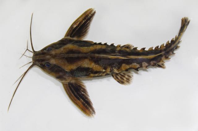 Megalodoras uranoscopus - Irwini Catfish