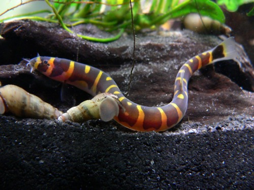 Pangio semicincta - Kuhli Loach