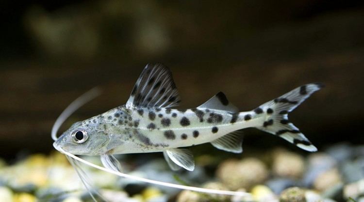 Pimelodus pictus - Angelicus