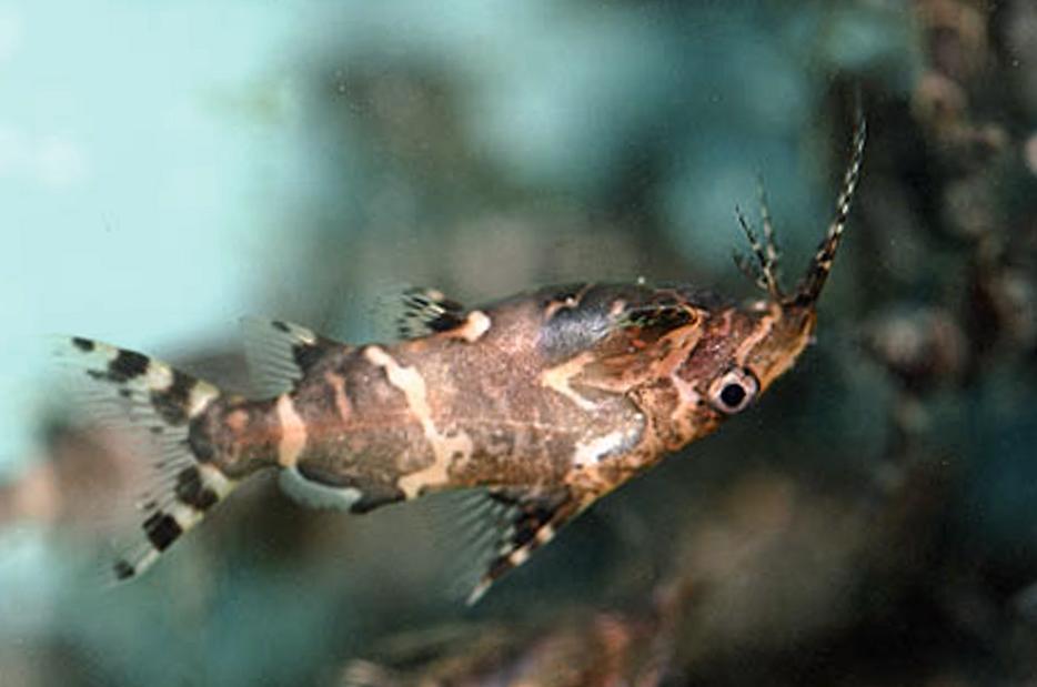 Synodontis nigriventris - Upside Down Catfish
