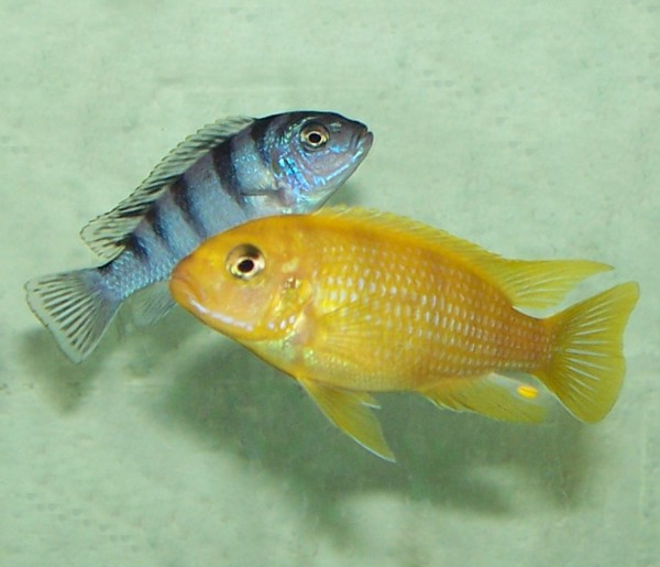 Maylandia lombardoi - Males / Females