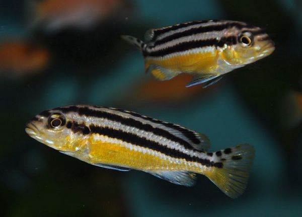 Melanochromis auratus - Golden Auratus