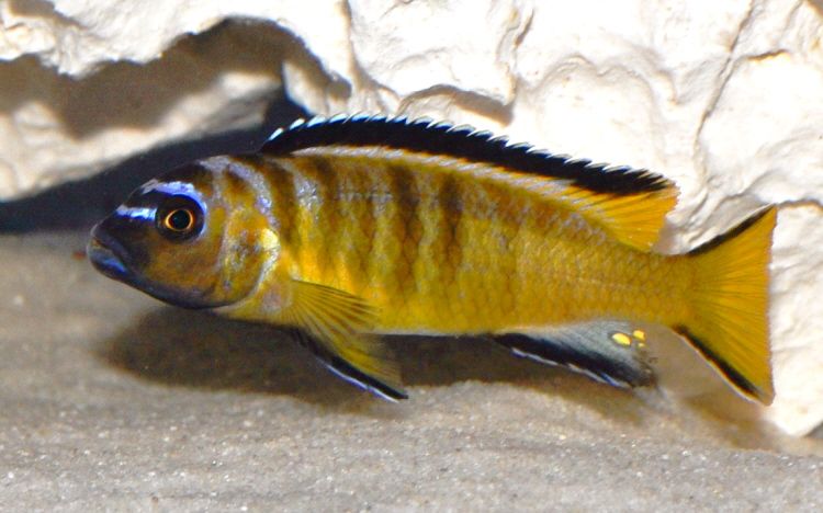 Metriaclima sp. elongatus Usisya - Mara Rocks