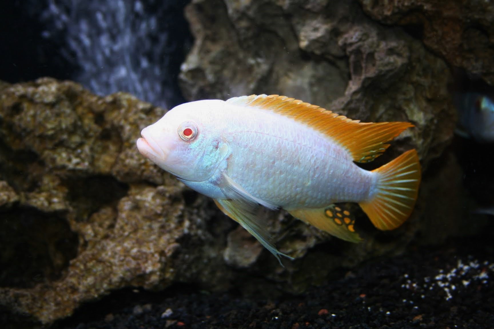Metriaclima sp. pyrsonotos - Albinos