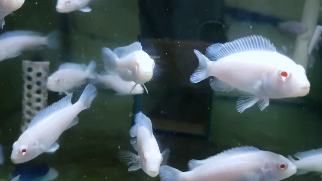 Pseudotropheus socolofi Chindongo - Albinos Pindani