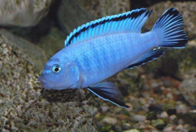 Pseudotropheus socolofi - Powder Blue Pindani
