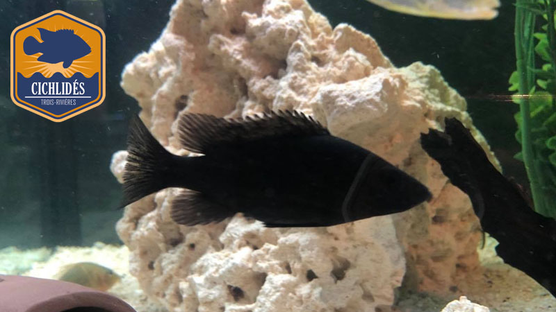 Stomatepia pindu
