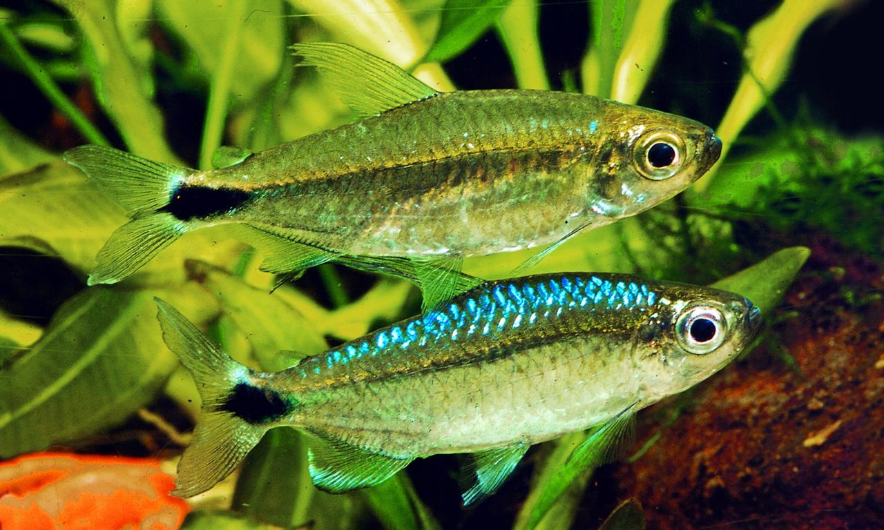 Alestopetersius smykalai - Blue Diamond Tetra