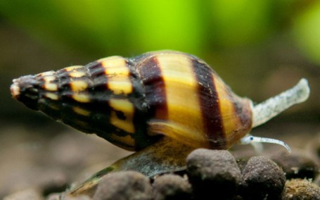 Clea helena - Assasin Snail