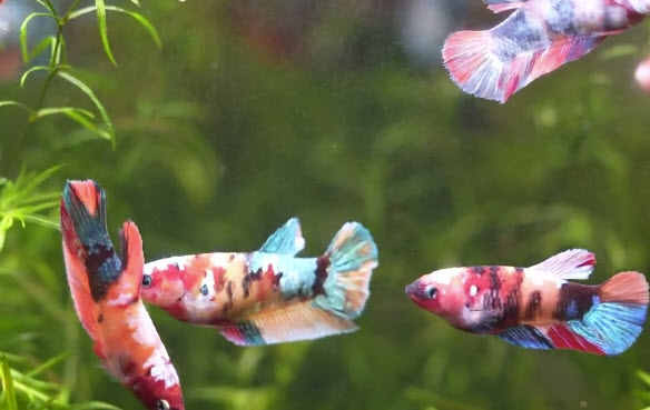 Betta splendens (Fem) - Nemo Galaxy Koï Female