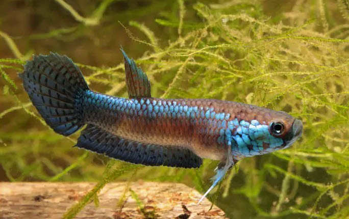 Betta unimaculata