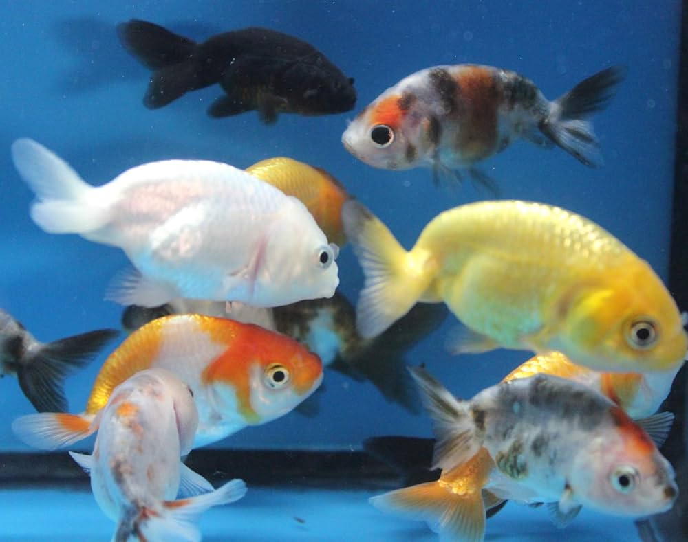 Carassius aureatus - Assorted Ranchu Goldfish