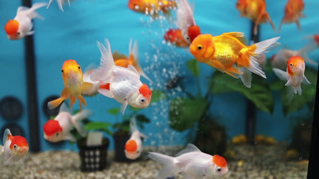 Carassius aureatus var. - Assorted Fancy Goldfish