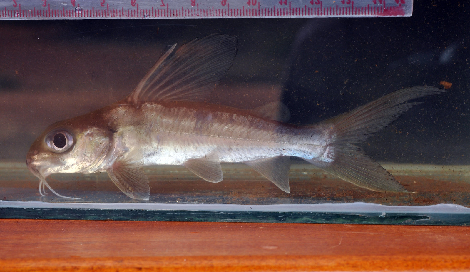 Chrysichthys nigrodigitatus - African Forktail Catfish
