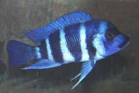 Cyphotilapia frontosa Moba - Blue Zaïre