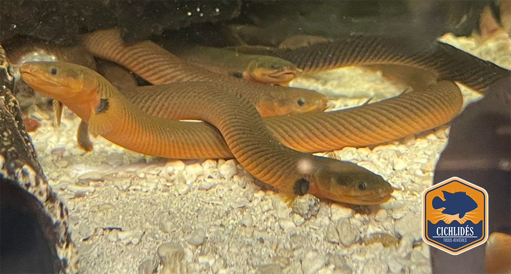 Erpetoichthys calabaricus - African Ropefish / Reedfish