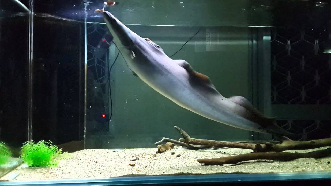 Gymnarchus niloticus - Aba Aba Knifefish