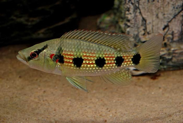 Hemichromis elongatus - Five Star General