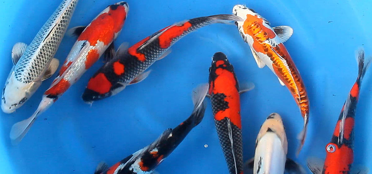Cyprinus carpio - Assorted Japanese Koï