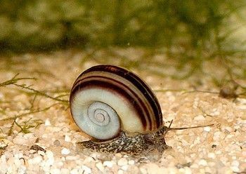 Marisa cornuarietis