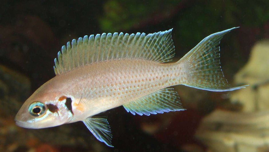 Neolamprologus brichardi - Princesse du Burundi