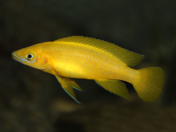 Neolamprologus leleupi - Lemon Cichlid