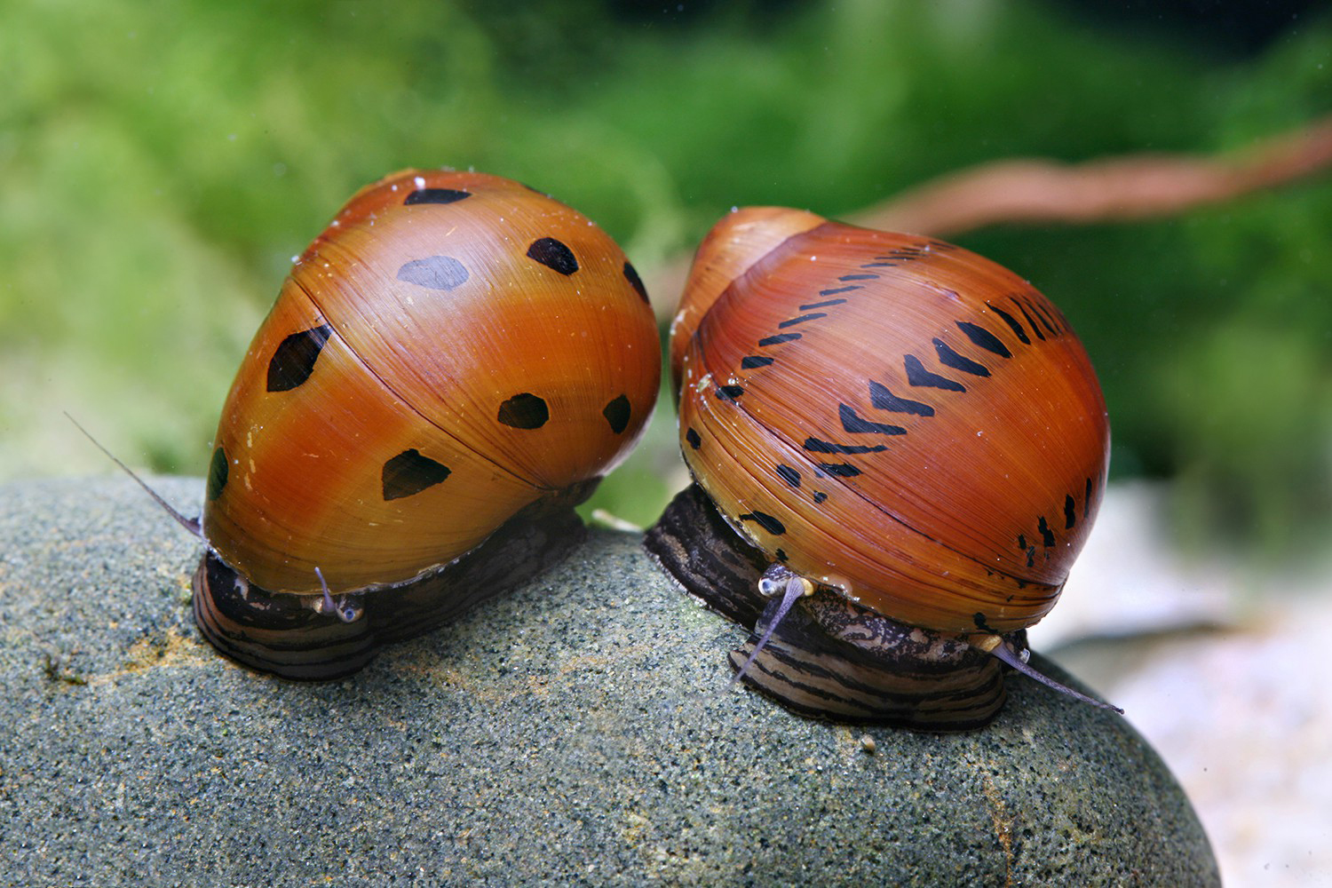 Neritina semiconica - Tiger Nerite