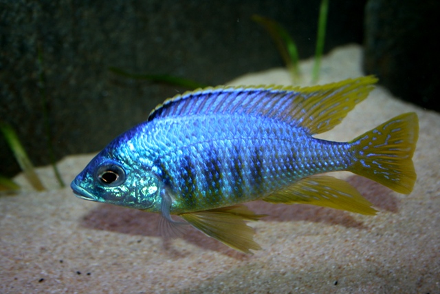 Placidochromis sp. Jalo Reef