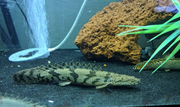 Polypterus endlicheri - Saddle Bichir