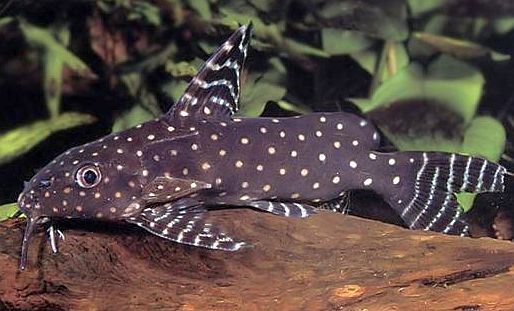 Synodontis angelicus
