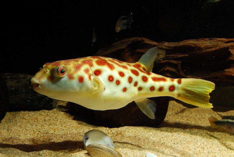 Tetraodon pustulatus - Cross River Puffer