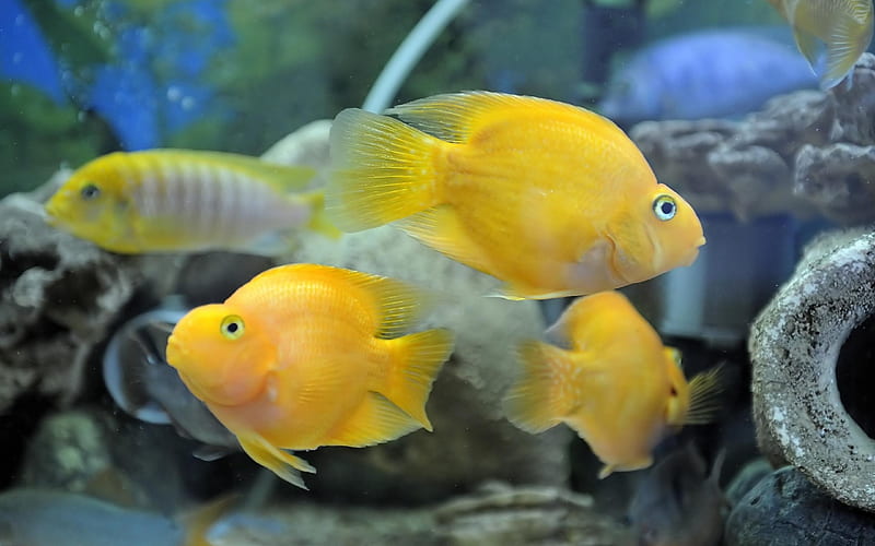 Am.citrinellus x P.synspilus - Yellow Parrot