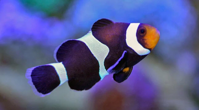 Amphiprion ocellaris - Mocha Clownfish