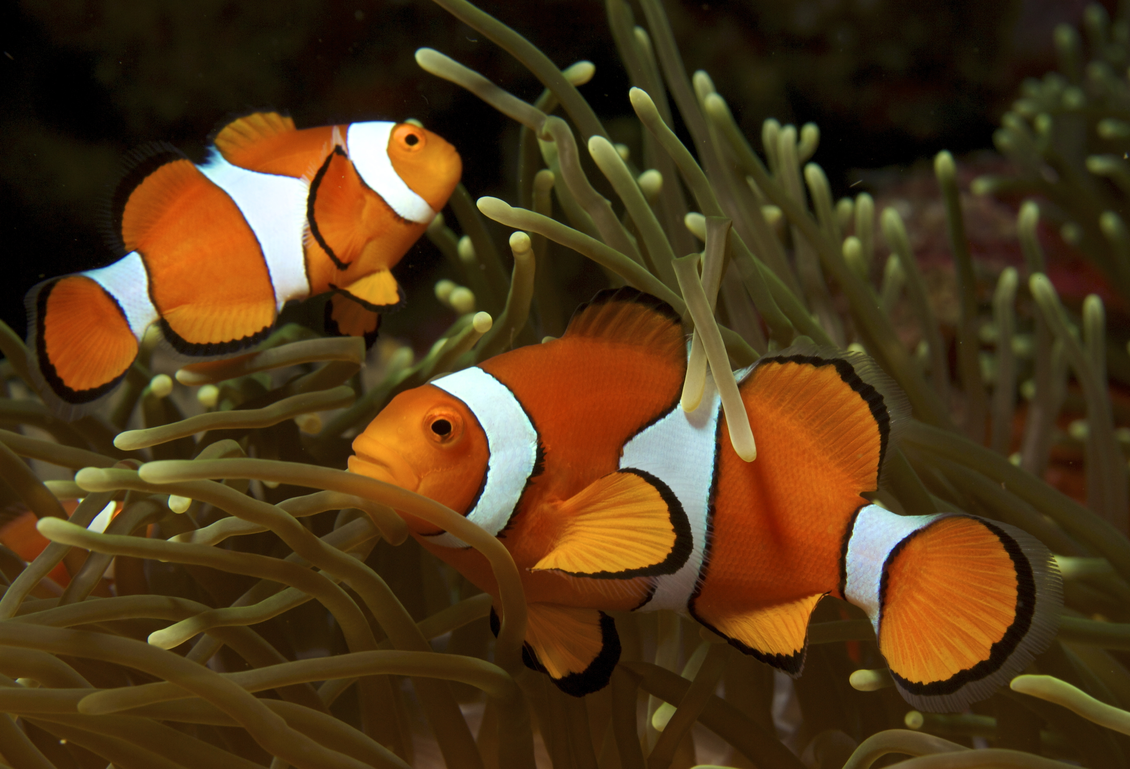 Amphiprion ocellaris - Anemone Clownfish