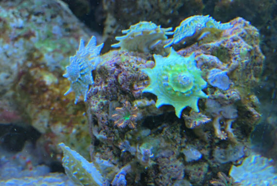 Astraea phoebia - Ninja Spiny Star Turbo Snail
