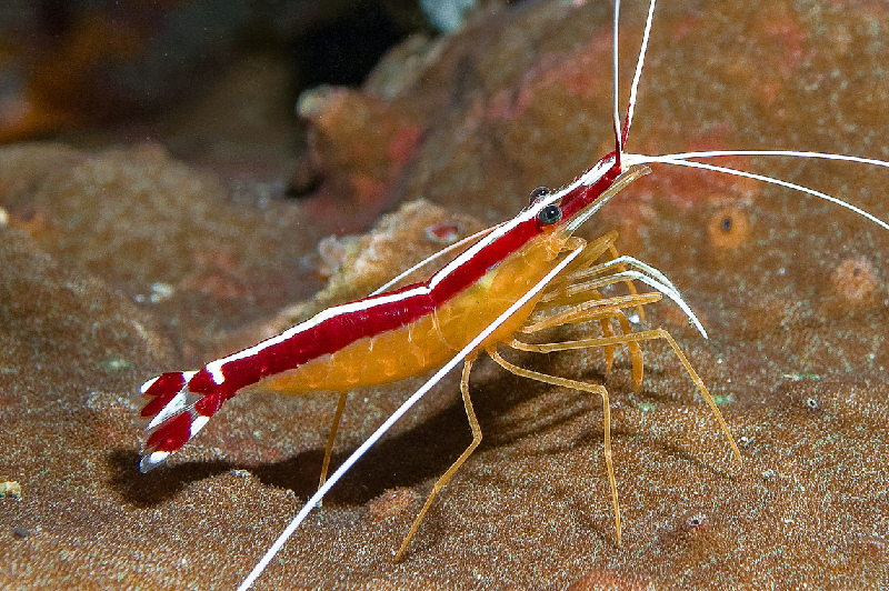 Lysmata amboinensis - Skunk Cleaner Shrimp
