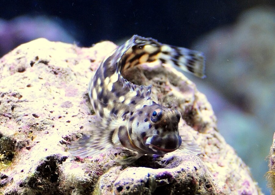 Salarias fasciatus - Lawn Mower Blenny